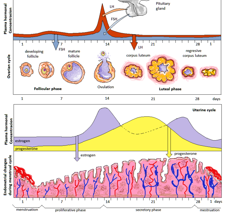 Reproductive System Lecture 