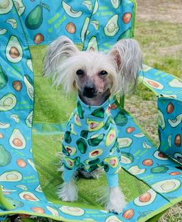 Chinese crested hotsell dog clothes