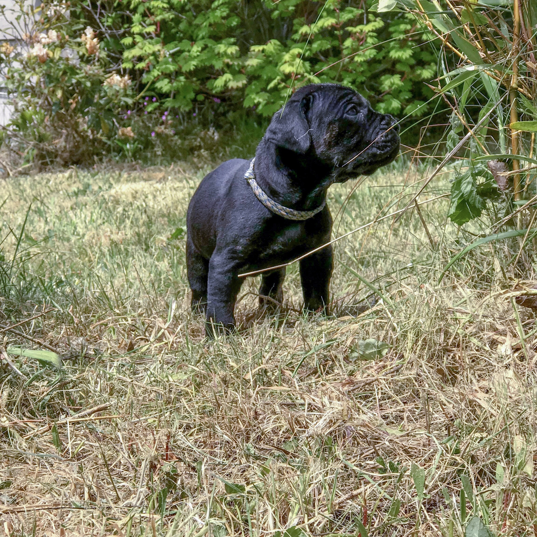 Mountain view cane store corso