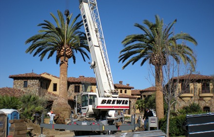 Phoenix canariensis, Canary Island Date Palm, South Coast Wholesale, wholesale date palms California, Florida, Las Vegas, Arizona, Texas date palm