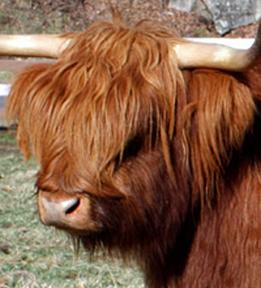 Scottish highland cattle, Highland cattle, Black highland cattle, Highland cattle calves