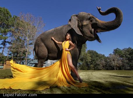 elephant photo shoot quinceanera sweet 15 quinceanera miami elefante quince sweet 16 indian bollywood india