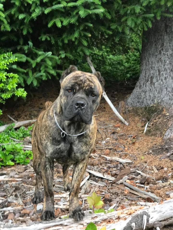 Cane corso best sale 5 months