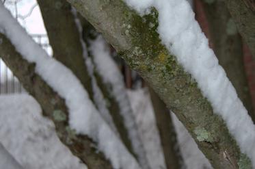 Snow on dogwood limbs