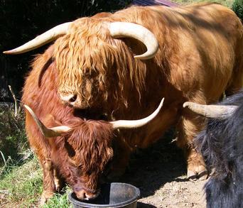 Highland cattle black,Scottish highland cattle,Black highland cattle,Highland cattle, Highland calves