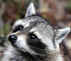 Raccoon