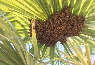 Bee Removal San Marcos