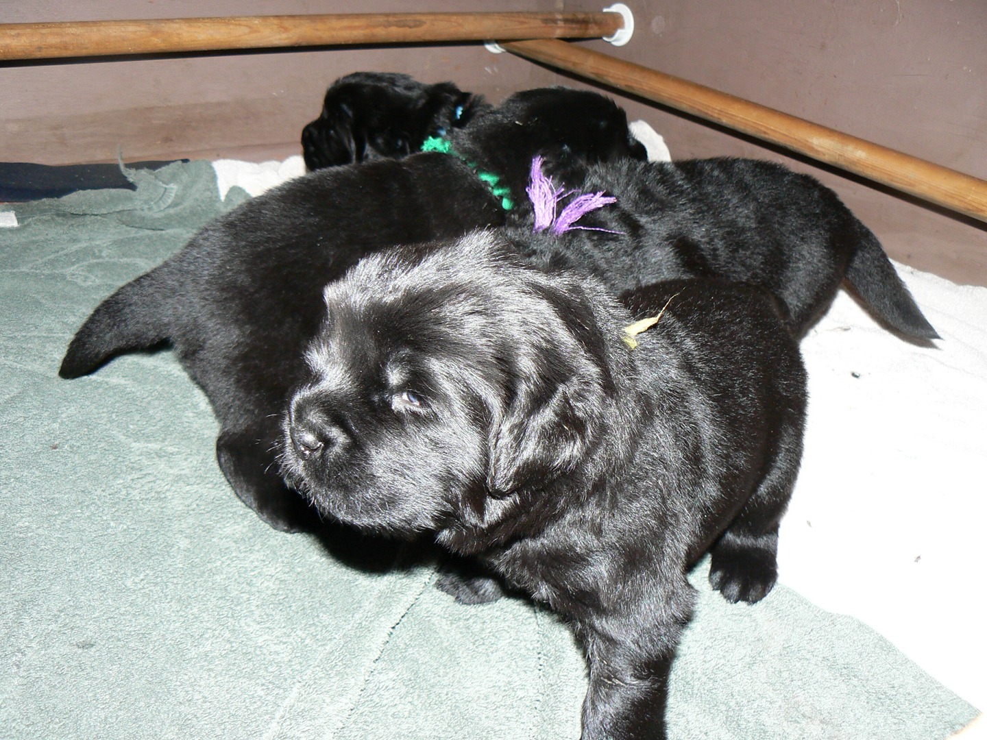 4 week old newfoundland fashion puppies