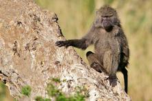 The best monkey and baboon pictures from Africa safari trip in Tanzania