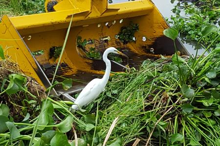 Heavy Equipment bucket in vegetation with white egret in foreground