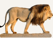Central African Republic Lion