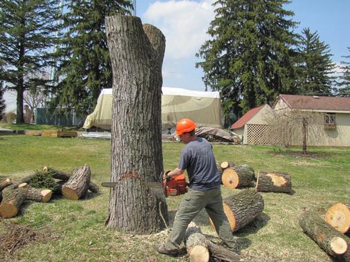 PROFESSIONAL TREE REMOVAL