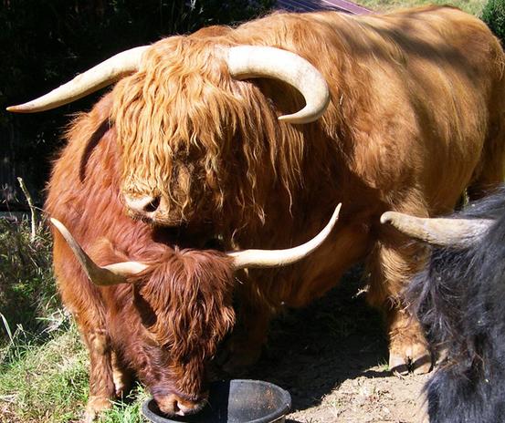 Scottish highland cattle,Black highland cattle,Highland cattle black,Highland cattle, Highland calves