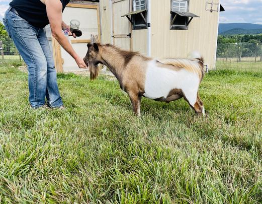 Five-O, Nigerian Dwarf goat, at my peeps farm