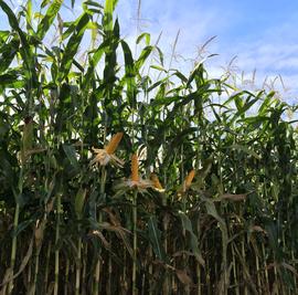 Greenfield Genetics Corn