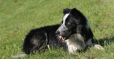 Geese Police of Western Pennsylvania PA Boarder Collie