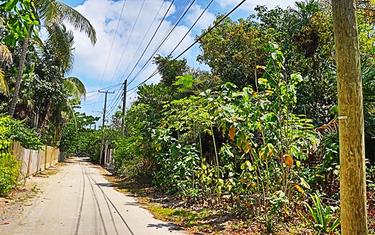 Forested Lot in Beautiful Residential Area