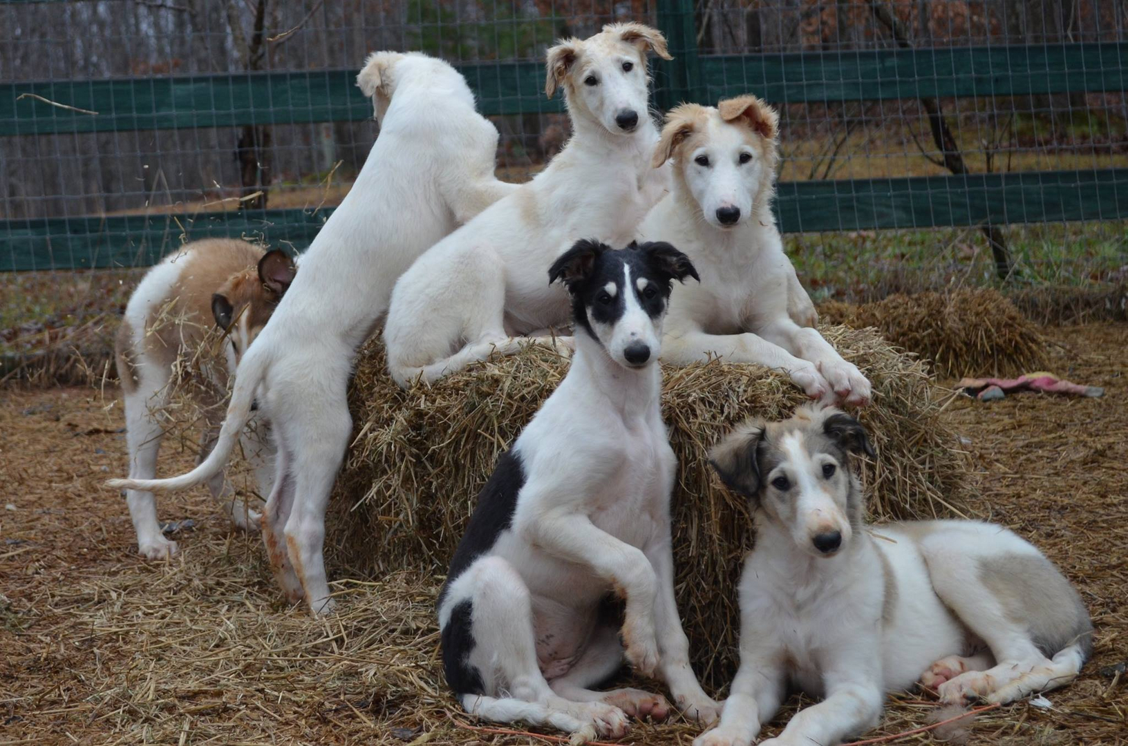 Borzoi puppies for store sale