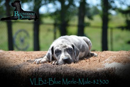 Akc great dane shop puppies for sale