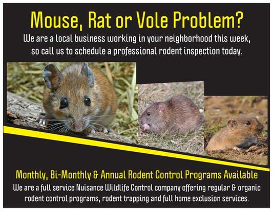 Rodent sales flyer