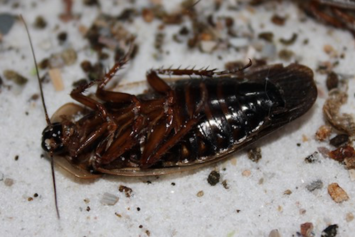 Dead American Cockroach with droppings