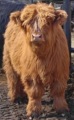 Highland cattle black,Scottish highland cattle,Black highland cattle,Highland cattle, Highland calves