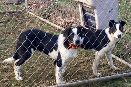 collies border mountain