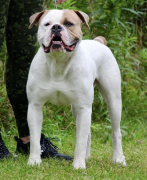 Hybrid american bulldog puppies best sale for sale