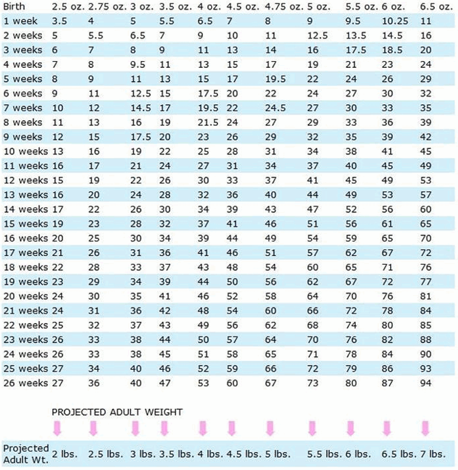 Yorkie Puppy Growth Chart