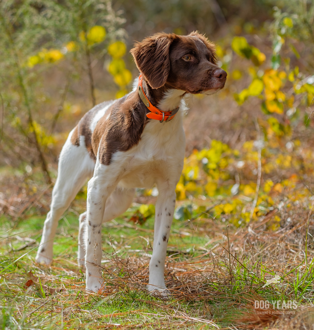 Hunting dog outlet training near me