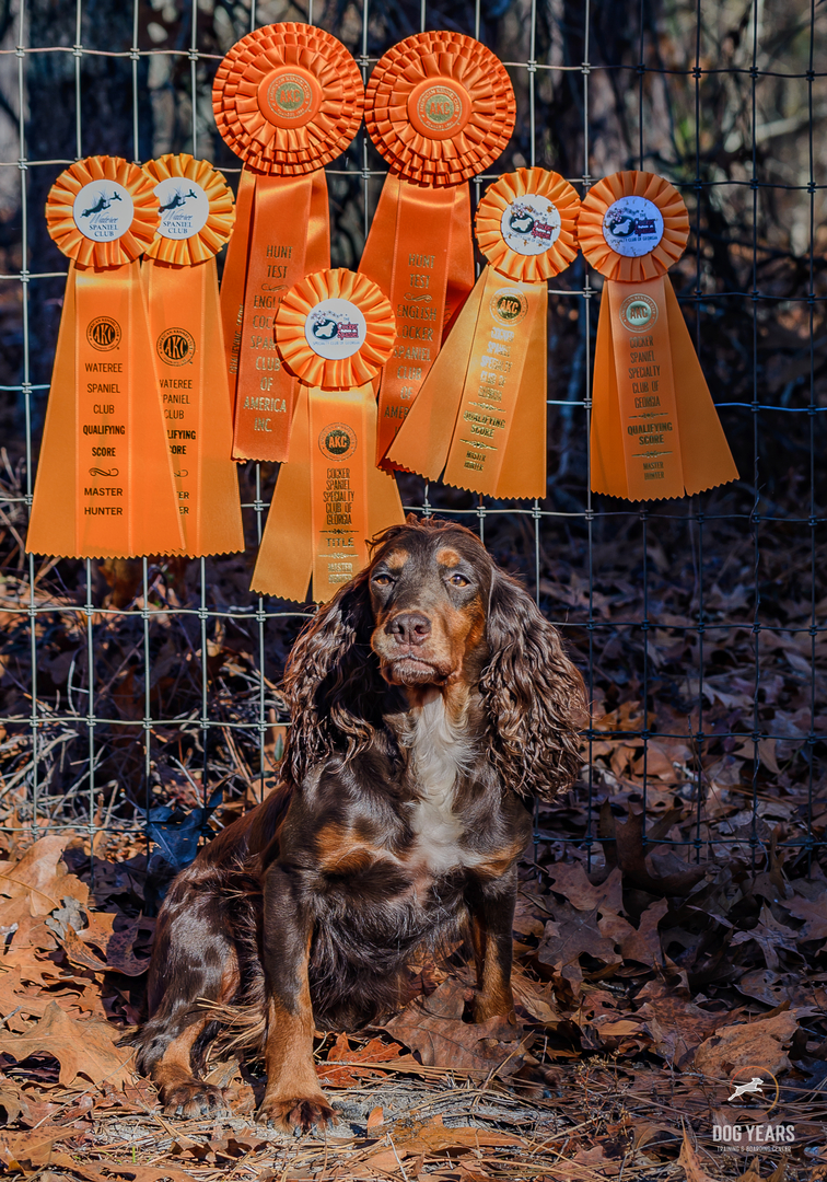 English cocker spaniel shops training