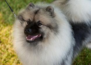 Keeshond craigslist store