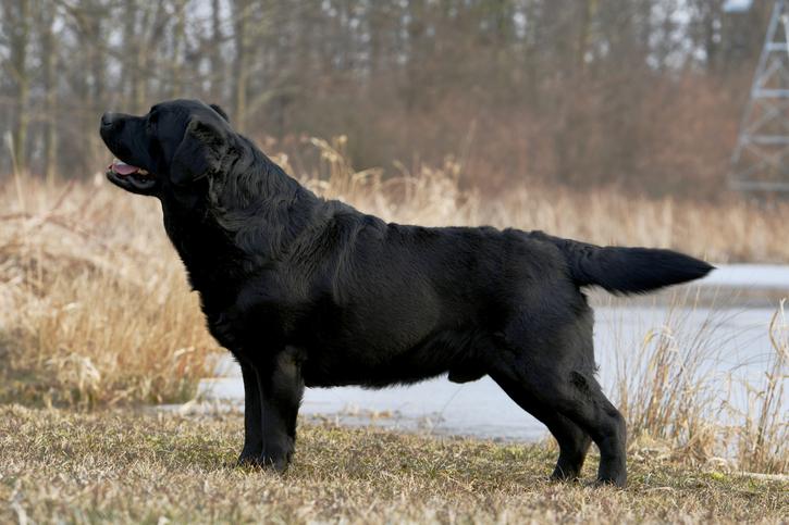 Broyhill store labrador retrievers