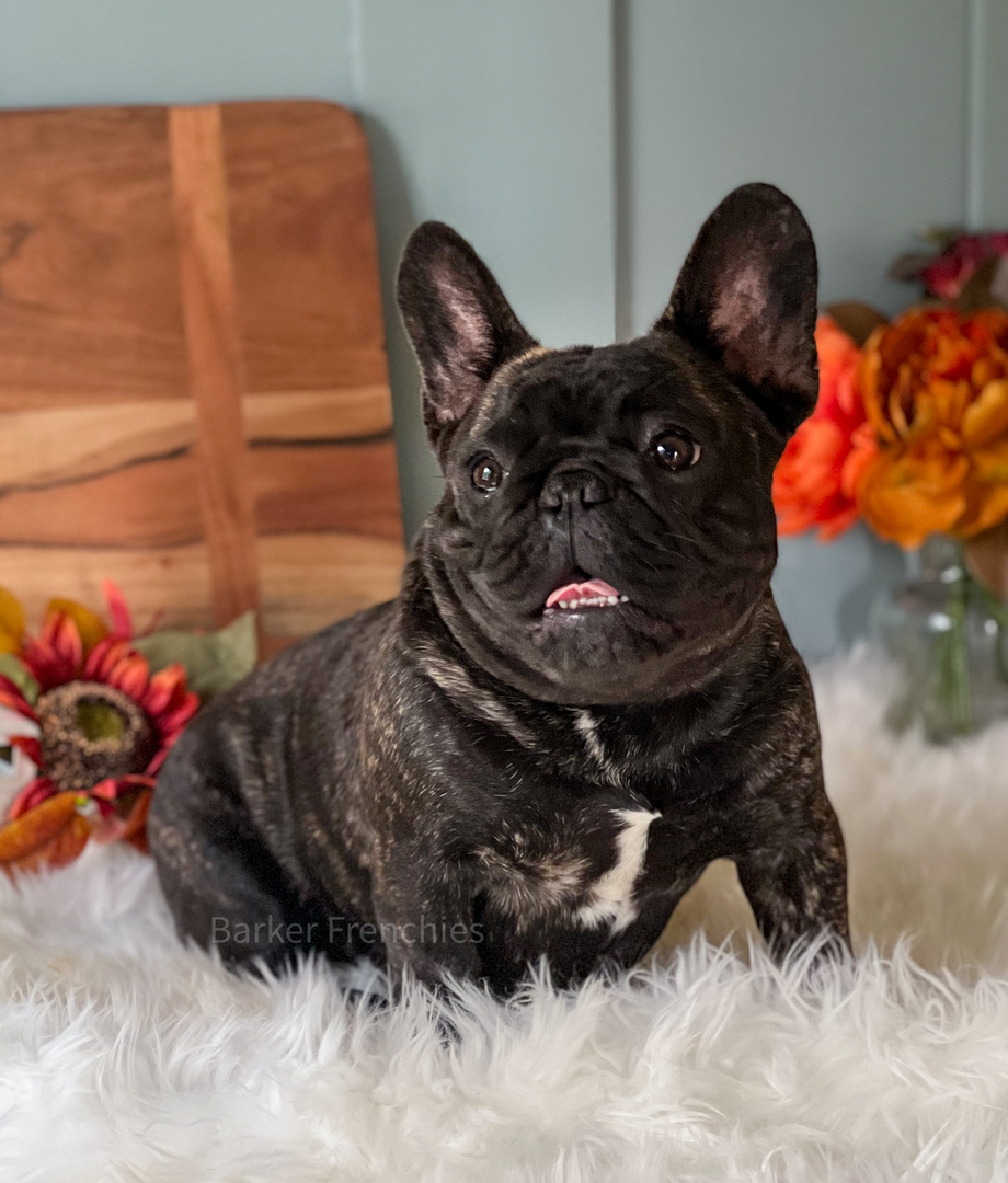 frenchbulldogぺージ Dumpling Lilac Pied Male | On Sale! | San Diego French Bulldogs