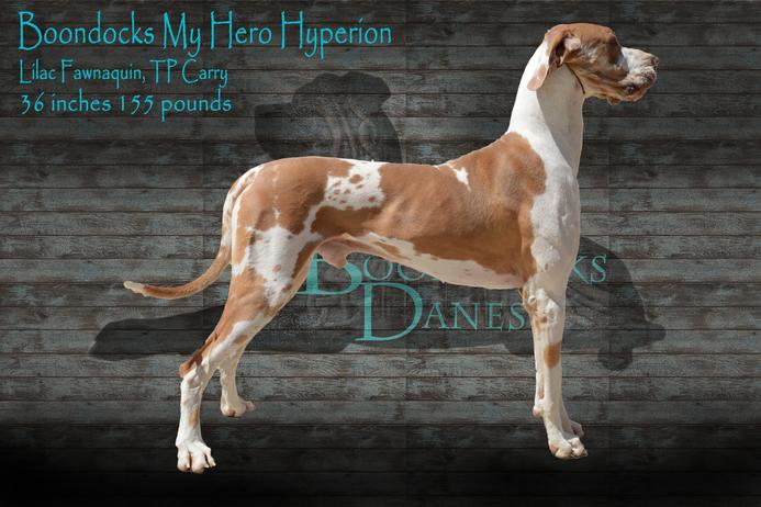 fawn harlequin great dane