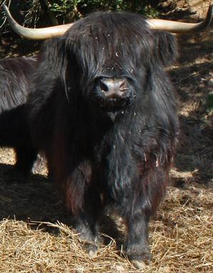 Scottish highland cattle,Black highland cattle,Highland cattle black,Highland cattle, Highland calves