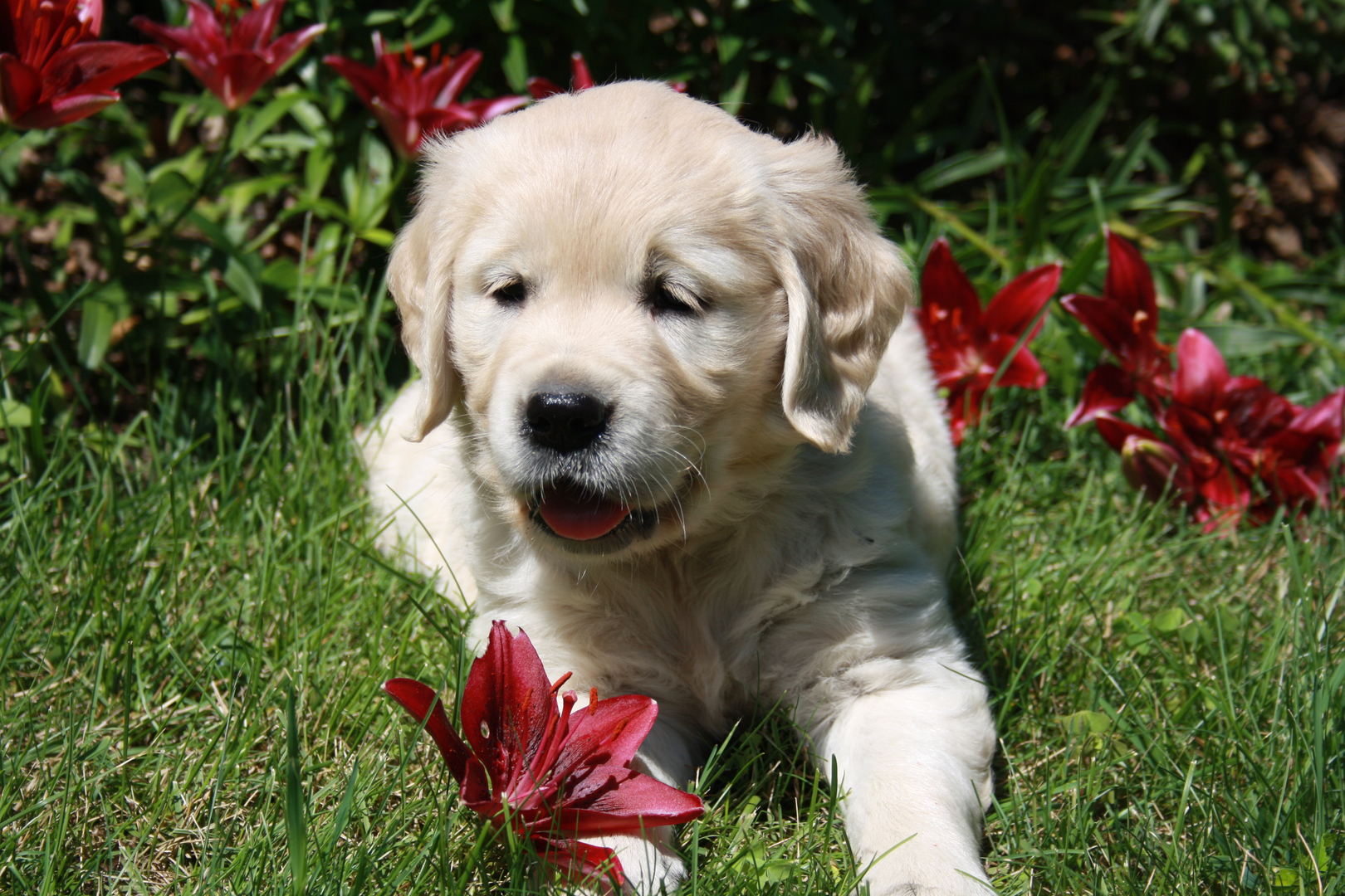 Berkden Golden Retriever Breeder Southwestern Ontario Canada