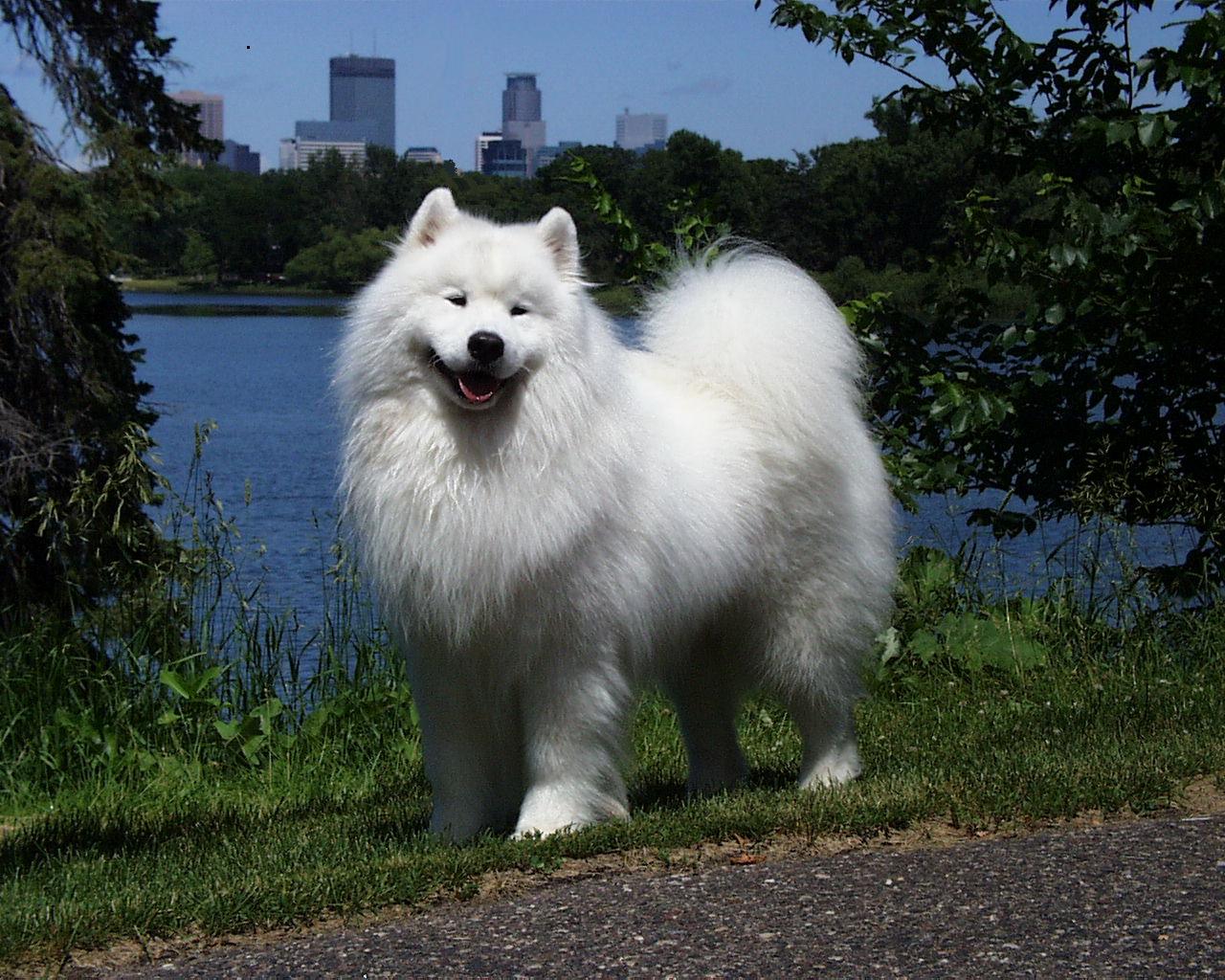 White nebula hot sale samoyeds