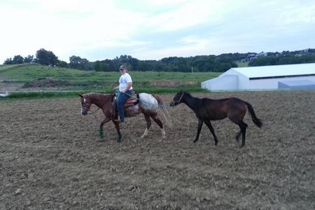 Triple M Stable, Council Bluffs, IA- Horse Training