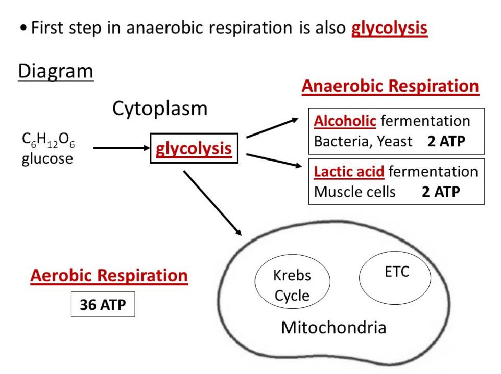 aerobic cellular respiration vs anaerobic cellular respiration
