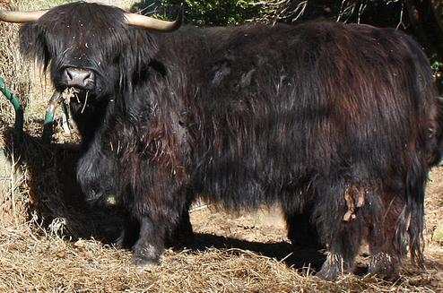 Black highland cattle,Scottish highland cattle, Highland cattle black,Highland cattle, Highland calves