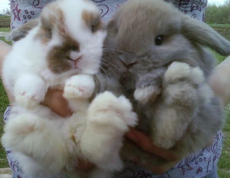 Bunnies For Sale Near Me >> Rabbits Holland Lops Dwarfs And Lionheads For Sale San Antonio Bunnies For Sale Near Me >> Rabbits Holland Lops Dwarfs And Lionheads For Sale San Antonio