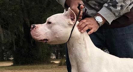 Dogo 2024 argentino colorado