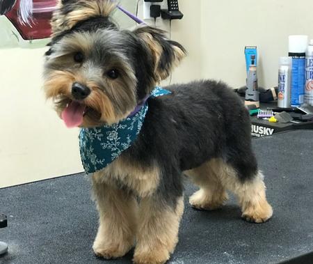 Black store morkie haircuts