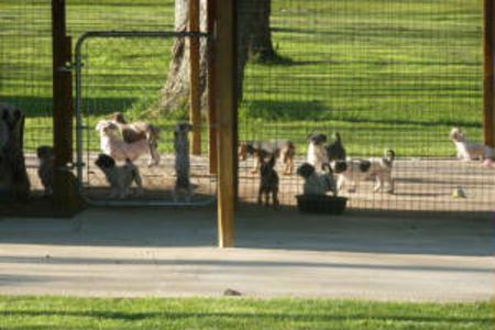 Aztec kennels clearance