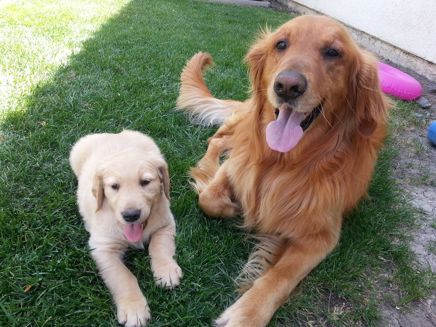 dark golden retriever puppy