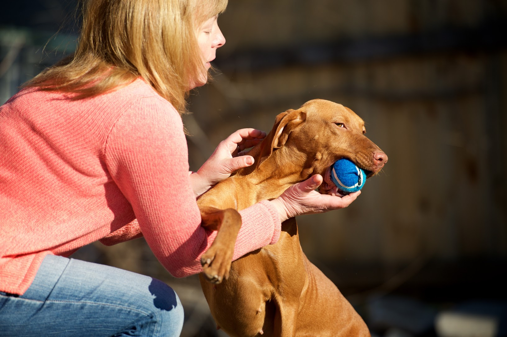 Bellas breed sale vizsla