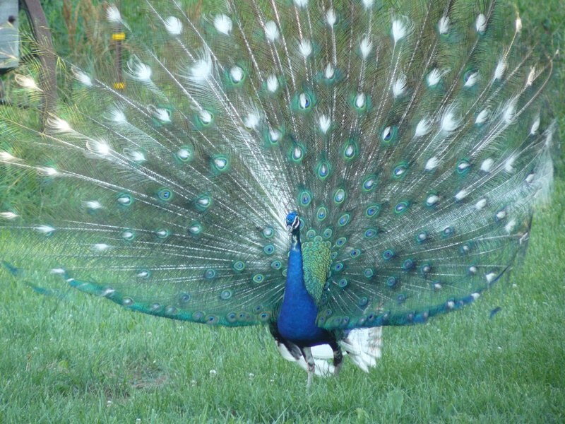 Peacock bird sale for sale