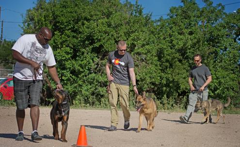 Group best sale obedience classes