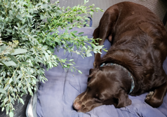 A Chocolate Lab taking a nap during wedding flower prep.